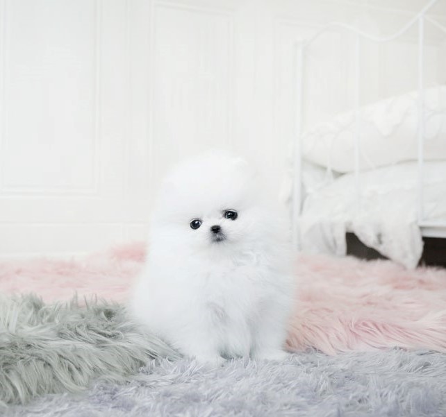 comprar cachorros sanos, baratos y asequibles para la venta